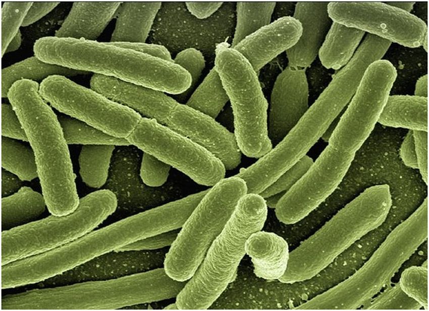 biofilm